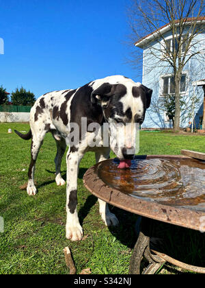 Dog drinking water Stock Photo