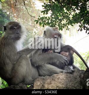 Adult female and juvenile crab-eating or long-tailed macaques at Kuala Lumpur Bird Park, Malaysia Stock Photo