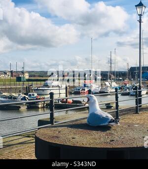 Seagull with bill wide open squawking at the marina in Maryport, Cumbria, England Stock Photo