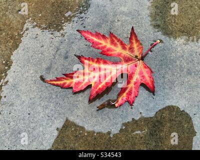 Red and yellow Autumn leaf in a puddle on the ground Stock Photo