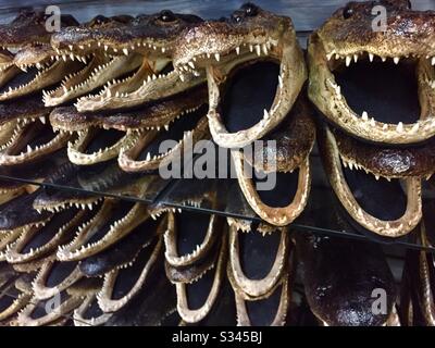 Alligator heads at Gator Bob’s Trading Post in St. Augustine, Florida. (USA) Stock Photo