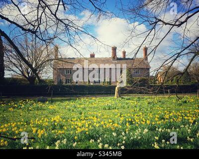 Daffodils in field with farm in Cheshire Uk Stock Photo