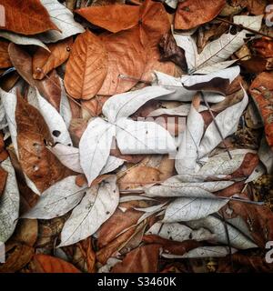 Leaves from rainforest trees on the forest floor, Pulau Banding (Banding Island), Perak, Malaysia Stock Photo