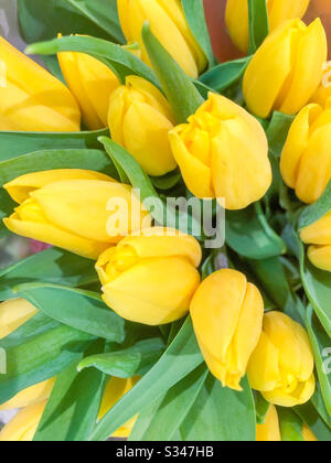 Beautiful bouquet of yellow tulips on a white background Stock Photo ...