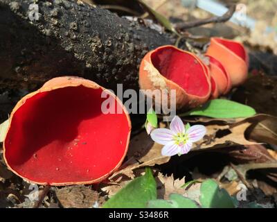 Scarlet cup fungi, or Sarcosypha coccinea. Springtime mushroom that grows on logs and will release visible spores in a puff of white cloud. Stock Photo