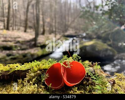 Scarlet cup fungi, elf cup mushroom, or Sarcosypha coccinea. Spring time favorite. Stock Photo
