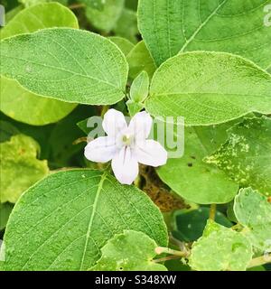 Asystasia Gangetica Alba- Wild shrub purple flower in india with background full image of leaves-commonly known as the Chinese violet, coromandel or creeping foxglove. Stock Photo
