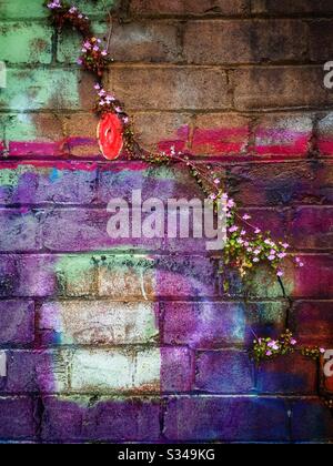 Painted brick wall with ivy-leaved toadflax (Cymbalaria muralis) growing in cracks Stock Photo