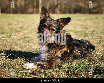Small dog with big ears resting on the grass Stock Photo