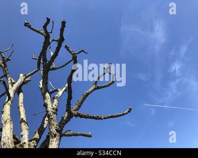 Beautiful Dead Tree Against Blue Sky with Plane in the Background Stock Photo