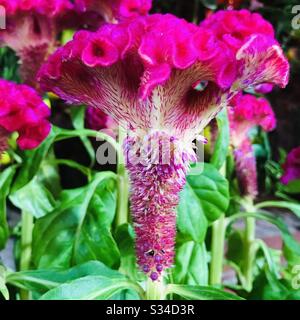 Celosia argentea var. Cristata aka cockscomb, flower looks like the head on a rooster an ornamental plant,Kozhichutta in Malayalam- red velvet hairy flower close up Stock Photo