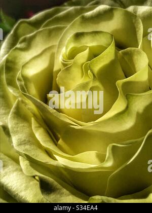 Dreamy yellow rose close up Stock Photo