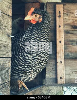 Portrait of a young Plymouth Rock hen Stock Photo