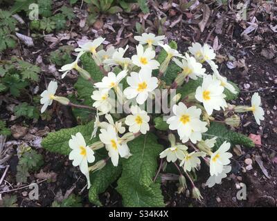 Pale yellow flowers on a primrose plant (Primula vulgaris) in a flower bed in early spring in England, UK Stock Photo