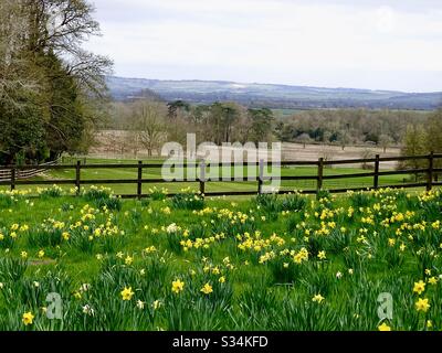 Panoramic view of the English countryside in springtime with flowers and daffodils Stock Photo