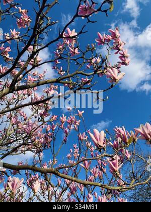 Magnolia tree in bloom against a blue sky Stock Photo - Alamy