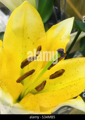 Easter Lily flower, closeup of stigma, stamens & anthers Stock Photo ...