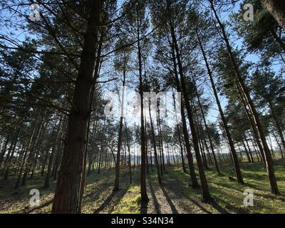 Tall pine trees in rural dense forest. Natural treescape in woodland. Backlit view with sunset behind trees. Silhouetted woods in the afternoon. Stock Photo