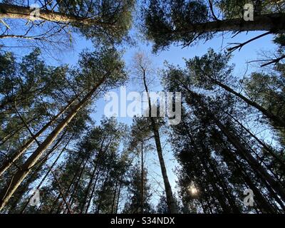 Tall pine trees in rural dense forest. Natural treescape in woodland. Looking straight up. Worm’s eye view of treetops against sky with branches and foliage