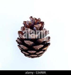 Pine cones / Conifer cones foraged from the forest and isolated against a clean white background. Stock Photo