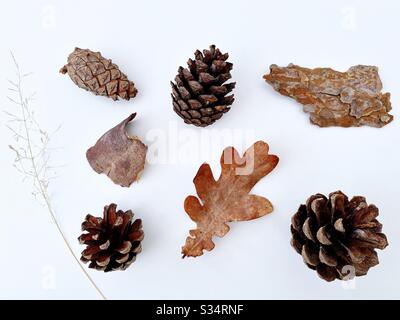 Pine cones / Conifer cones foraged from the forest and isolated against a clean white background. With dried autumnal leaf, grass and peeled tree bark pieces Stock Photo