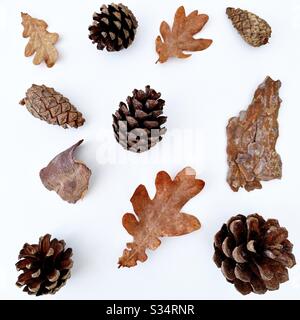 Close up and top down view / flat lay of tree bark shapes, fallen leaves and pine cones. Dry nature elements foraged from forest Stock Photo