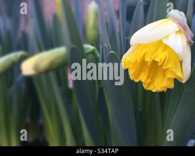 Daffodils beginning to Blossom in the spring time Stock Photo