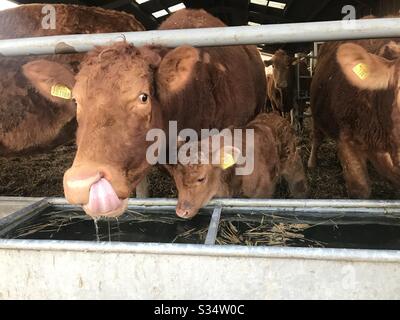 Cow and calf having a drink together Stock Photo