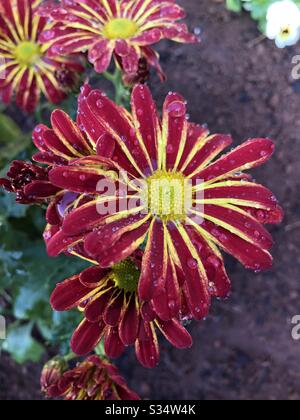 A pretty red and yellow flower covered in tiny water droplets Stock Photo