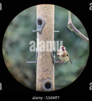 Goldfinch on bird feeder seen though telescope Stock Photo