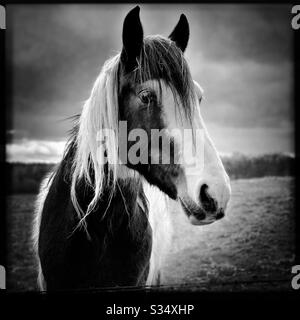 Beautiful and peaceful horse in a paddock. Domesticated livestock portrait in rural farmland. Black and white edit. Head shot Stock Photo