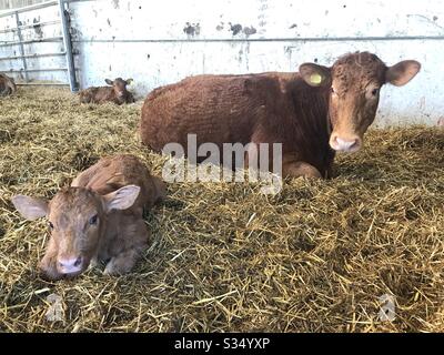 New calf Stock Photo