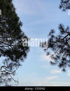 Full moon shining bright between two pines Stock Photo