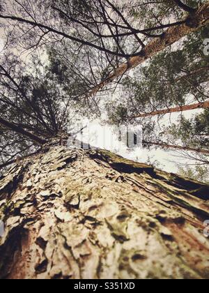 Tall pine trees in rural dense forest. Natural treescape in woodland. Looking straight up. Worm’s eye view up a tree trunk. Abstract perspective towards sky. Ancient pine tree. Stock Photo