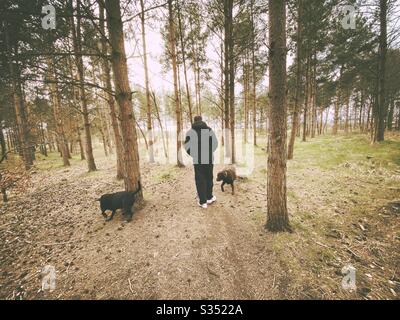 Tall pine trees in rural dense forest. Natural treescape in woodland trail. Man is seen from behind, walking dogs in nature Stock Photo