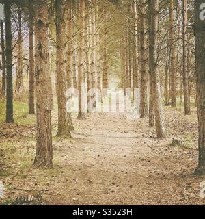 Tall pine trees in rural dense forest. Natural treescape in woodland trail. Path through straight rows of mature trees Stock Photo