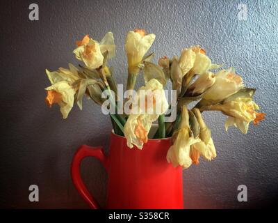 Wilted and dead daffodils in a jug Stock Photo