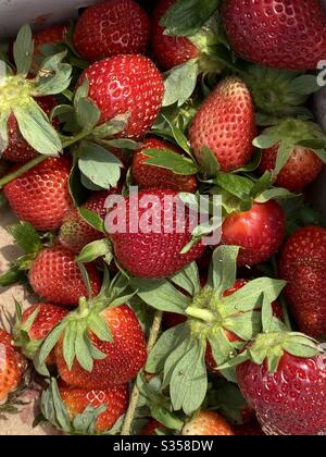 Fresh strawberries picked straight from the vine Stock Photo