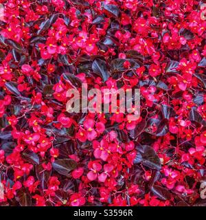 Fibrous rooted Begonia with red leaves and flowers. Stock Photo