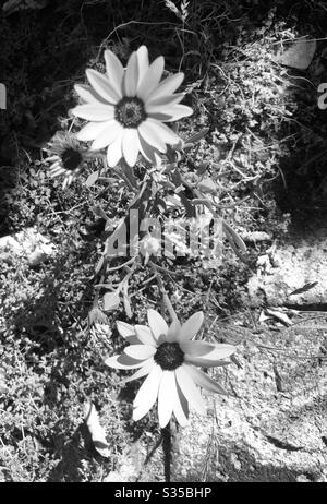 Black white, closeup, downward angle, yellow blossoms, daisy like, desert living,late morning light, nature, natural, flowers, weeds , unwanted plants Stock Photo