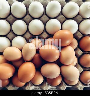 Farm fresh white and brown eggs in a flat tray Stock Photo