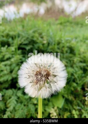Dandelion Clock Stock Photo