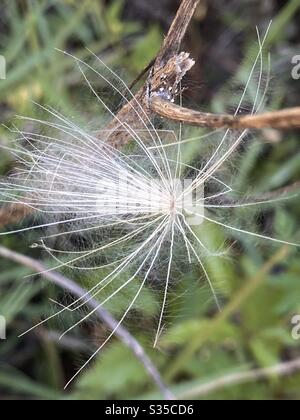 Soft fluffy seed pod of a dandelion Stock Photo