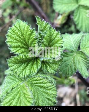 Close up of new leaves on blackberry vine Stock Photo