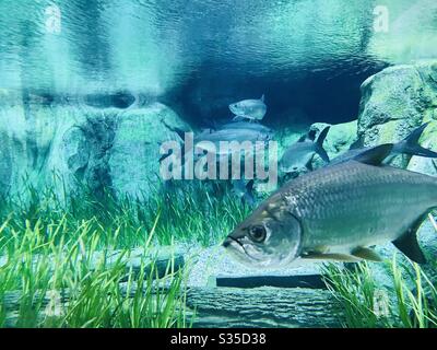 African Tiger fish 'Piranhas of Africa' in a glass enclosure Singapore  river Safari-carnivore, freshwater predator Stock Photo - Alamy