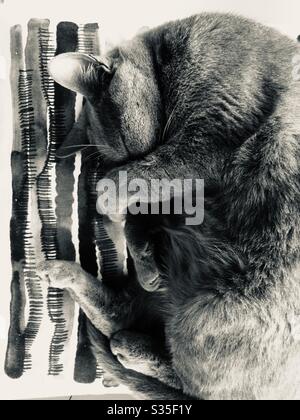 Cat sleeping on striped cushion Stock Photo