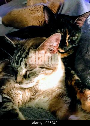 Portrait of Tortie cat (Tortoiseshell) and mixed breed Siamese/Snowshoe lying side-by-side with amber colored cat in the background Stock Photo