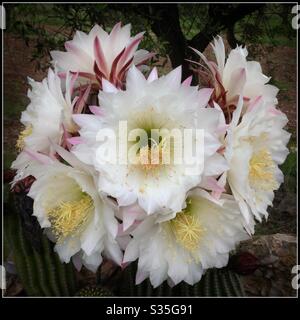 Argentine Giant Cactus (Echinopsis candicans) in flower, Catalonia, Spain. Stock Photo