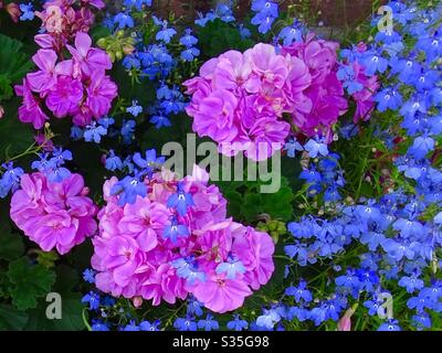 Beautiful blue lobelia flowers and pink pelargonium flowers in the garden in the summer sunshine Stock Photo