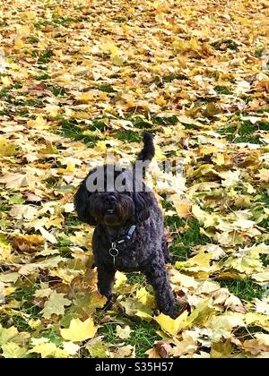 Cockerpoo dog Stock Photo